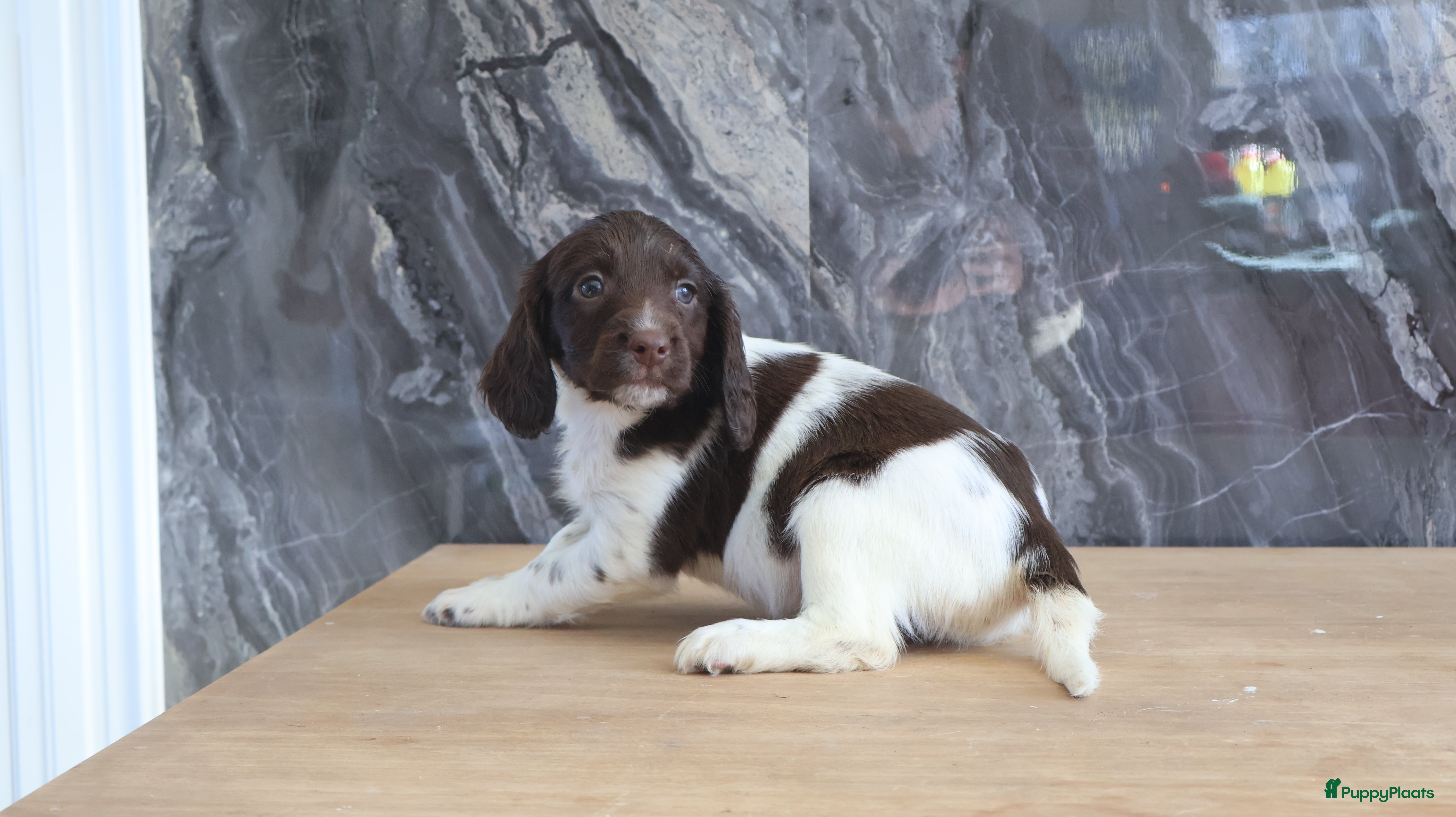Engelse Springer Spaniel honden Lieve Engelse springer spaniel pups te koop - Advertentie 1