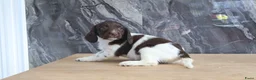 Engelse Springer Spaniel honden te koop: Lieve Engelse springer spaniel pups te koop - Advertentie 1