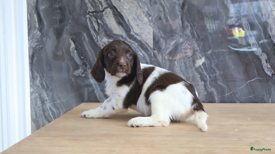 Engelse Springer Spaniel honden te koop: Lieve Engelse springer spaniel pups te koop - Advertentie 1