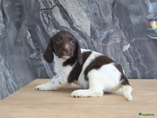 Engelse Springer Spaniel honden Lieve Engelse springer spaniel pups te koop - Advertentie 2