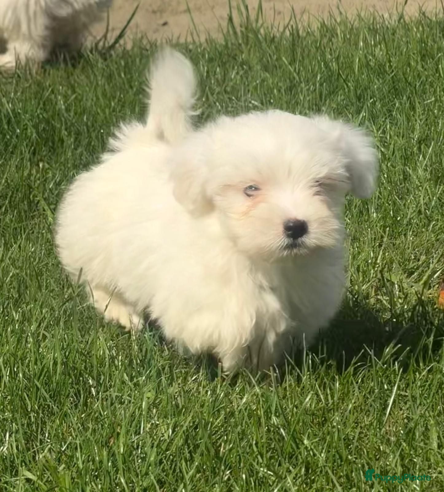 Maltezer honden Maltezer pups  - Advertentie 1
