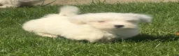 Maltezer honden te koop: Maltezer pups  - Advertentie 1