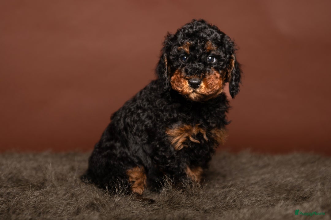 Dwergpoedel honden te koop: Dwerg (Toy) FCI stamboom, ouders volledig getest  - Advertentie 2