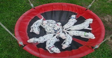 Dalmatiër honden - Advertentie 16