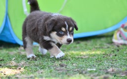 Australian Shepherd honden te koop: Australian Shepherd x Kelpie Pups in Maashees - Afbeelding 12