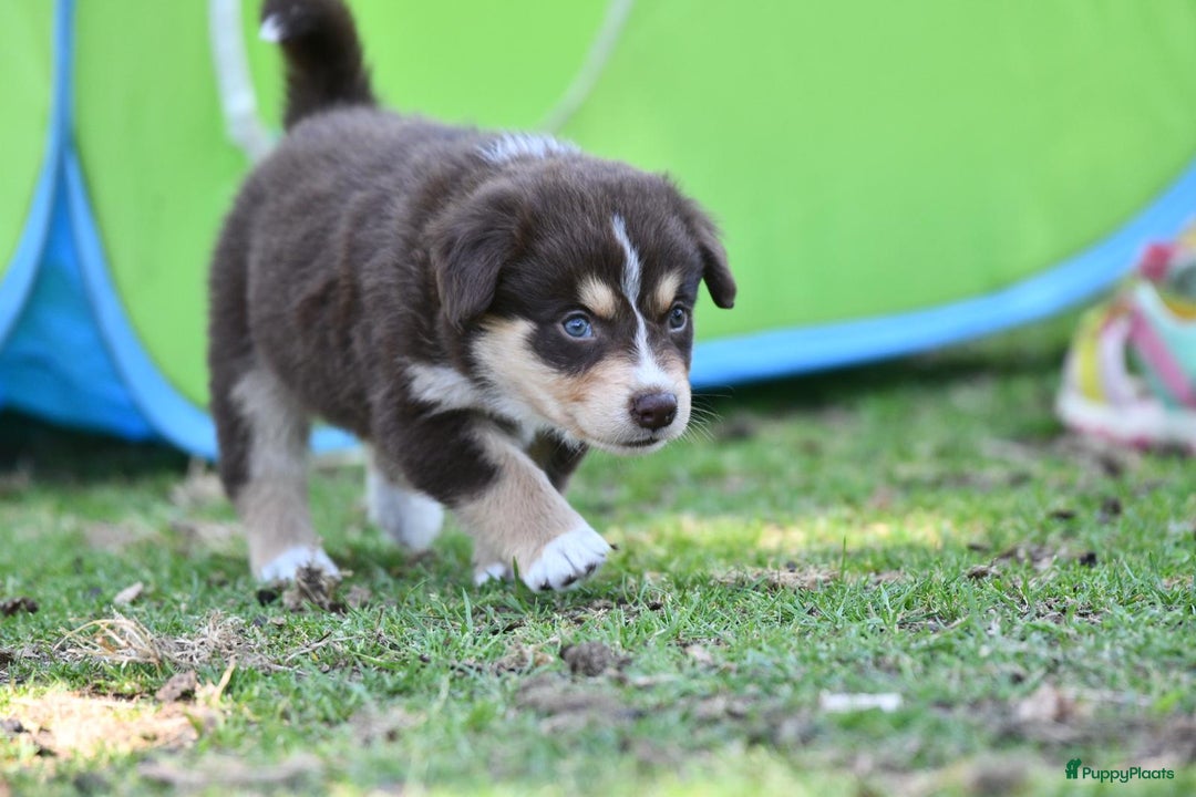 Australian Shepherd honden te koop: Australian Shepherd x Kelpie Pups in Maashees - Afbeelding 12