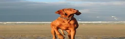 Vizsla korthaar honden te koop: Vizsla puppy’s - Advertentie 9