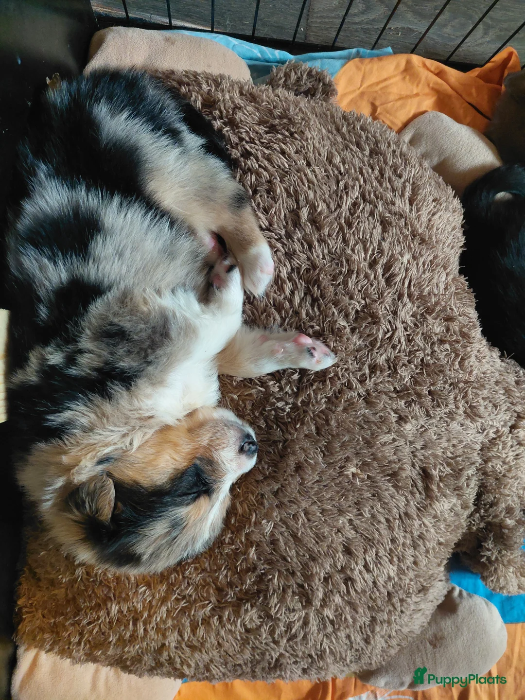 Border Collie honden te koop: Bordercollie pups  in Helmond - Advertentie 5