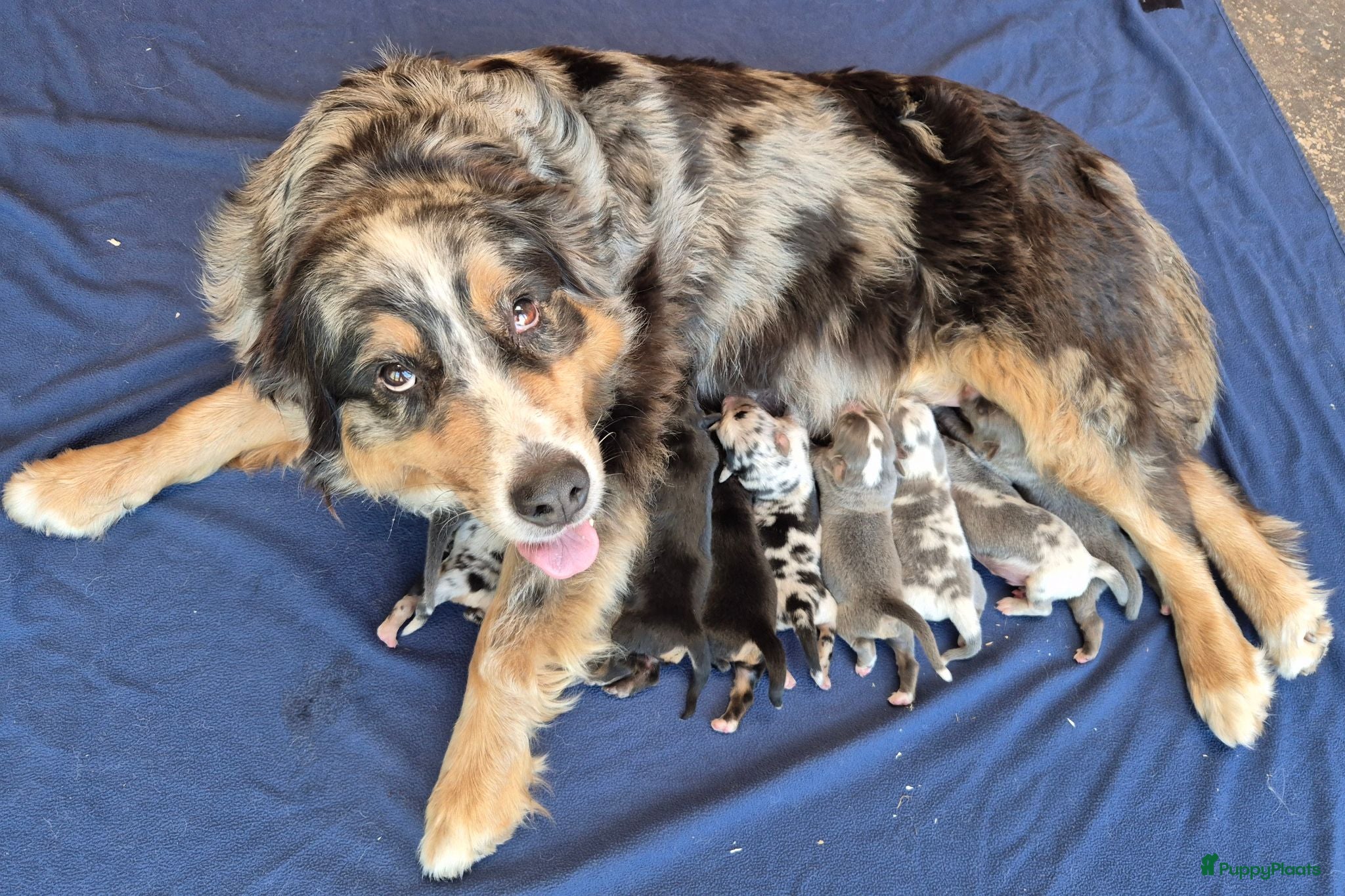 Kruising honden te koop: Australian shepherd x berner sennen (1/4) pups - Advertentie 2