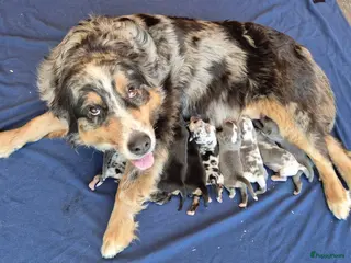 Kruising honden Australian shepherd x berner sennen (1/4) pups - Advertentie 13