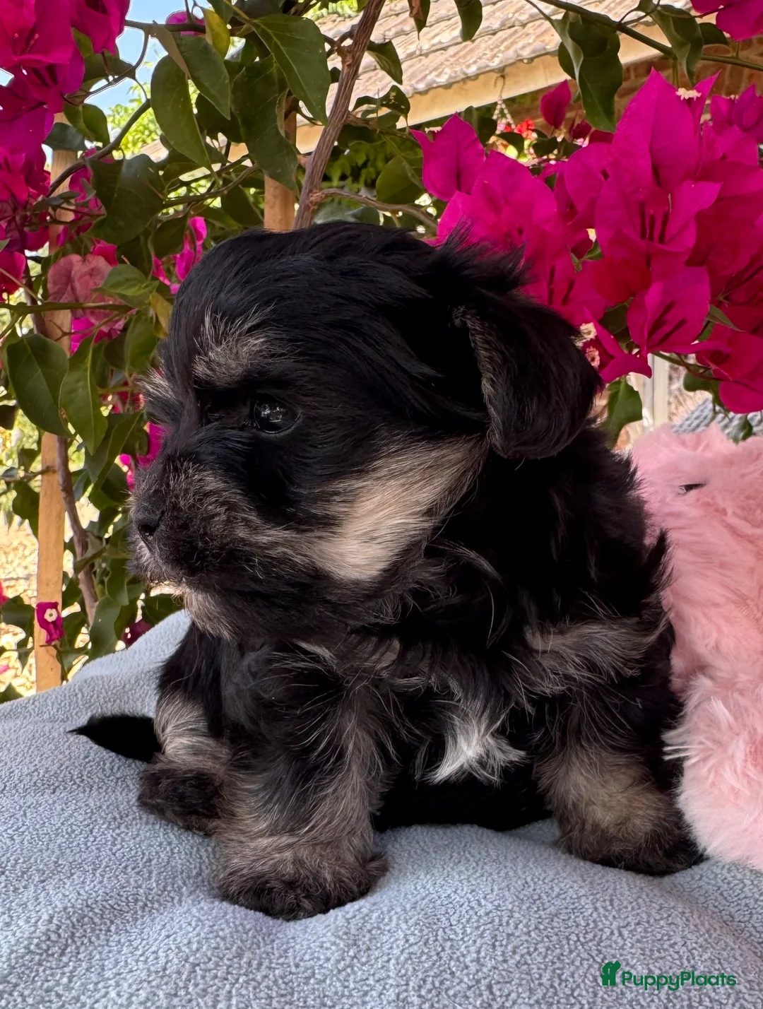 Kruising honden te koop: Griffon Belge X Bolonka Zwetna puppy - mini doodle - Advertentie 4