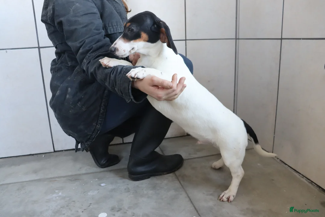 Jack Russel Terriër honden te koop: Zeer lieve en mooie jack russels te koop - Advertentie 11