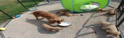 Engelse Cocker Spaniel honden te koop: Engelse Cocker Spaniel pups - Advertentie 16