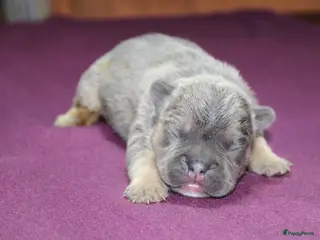 Franse Bulldog honden Franse Bulldog pups, lange open neus - Advertentie 3