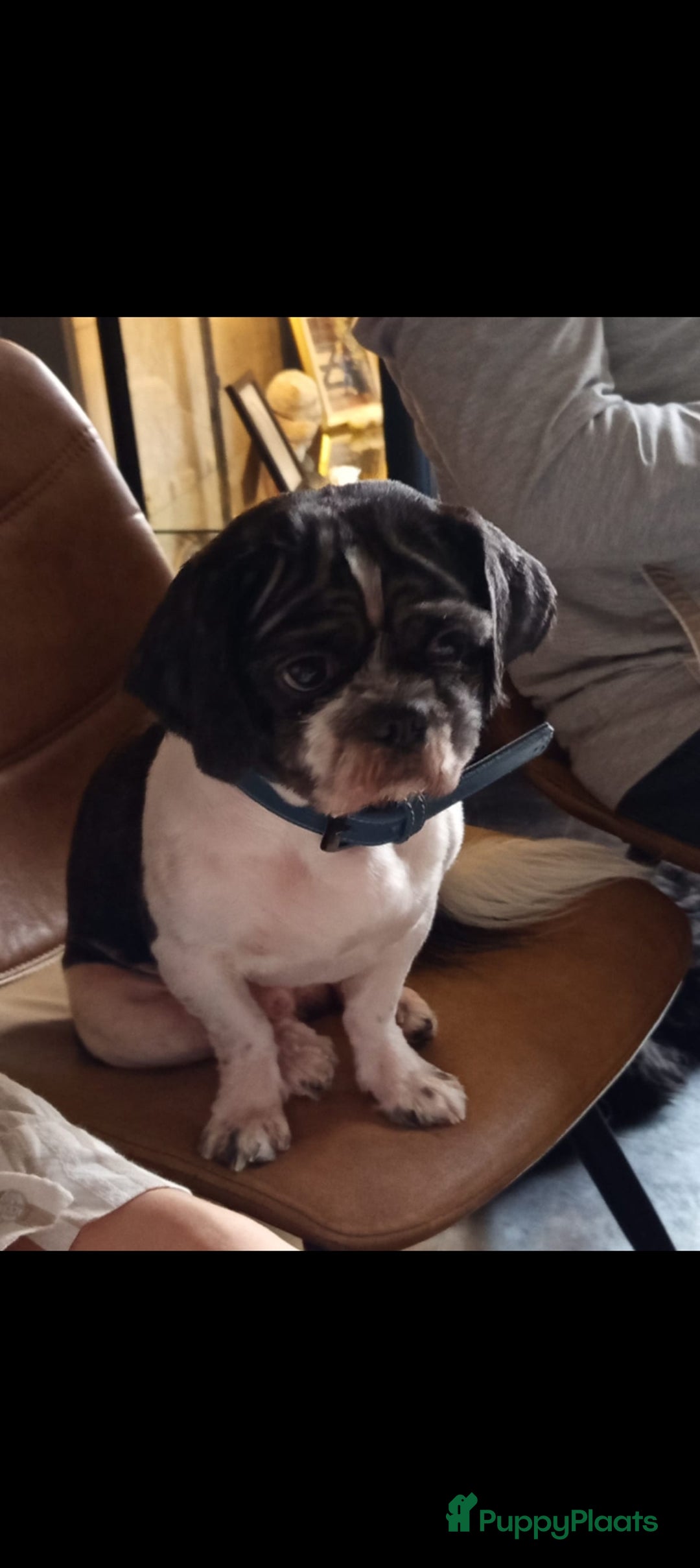 Shih Tzu honden te koop: Raszuivere Shih tzu pups nog 1 teefje en 1 reutje  - Afbeelding 23