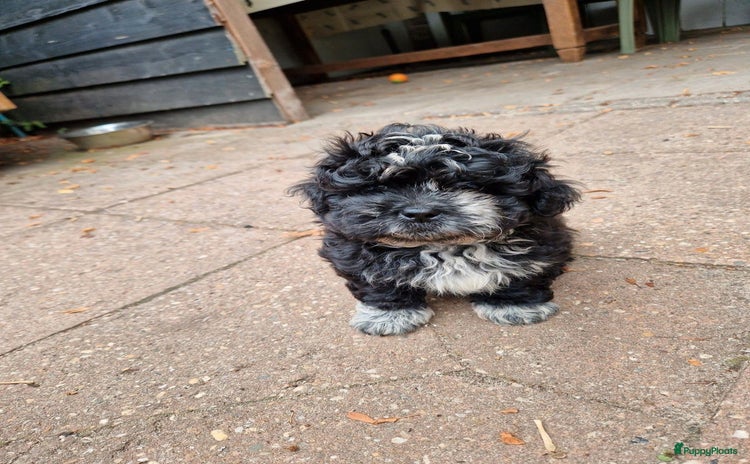 Boomer honden - Advertentie 2