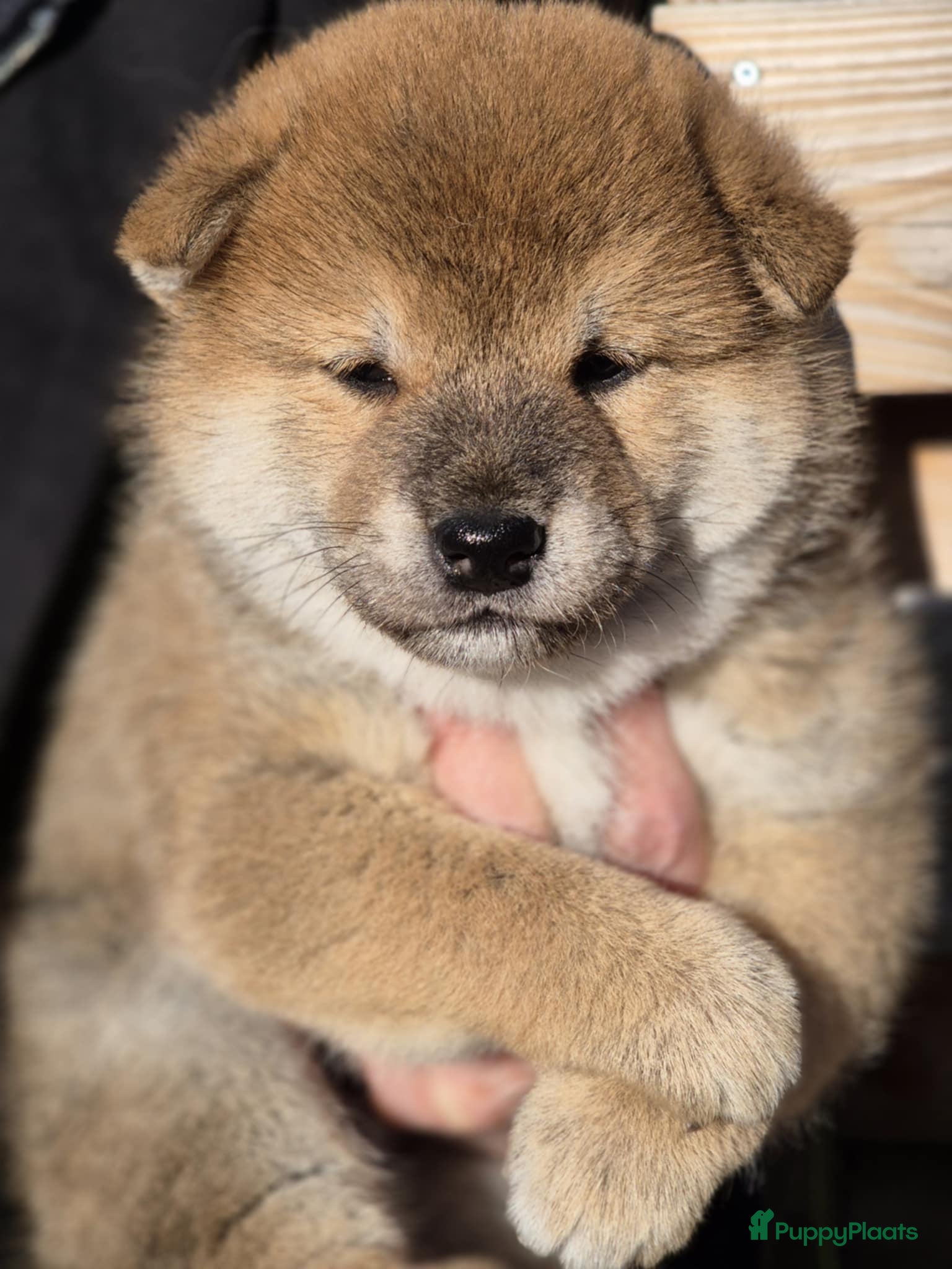 Shiba honden Shiba pups met stamboom - Advertentie 1
