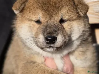 Shiba honden Shiba pups met stamboom - Advertentie 2