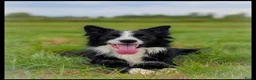 Border Collie honden ter adoptie: Herplaatsing: Bowie zoekt opnieuw een baasje  - Advertentie 4