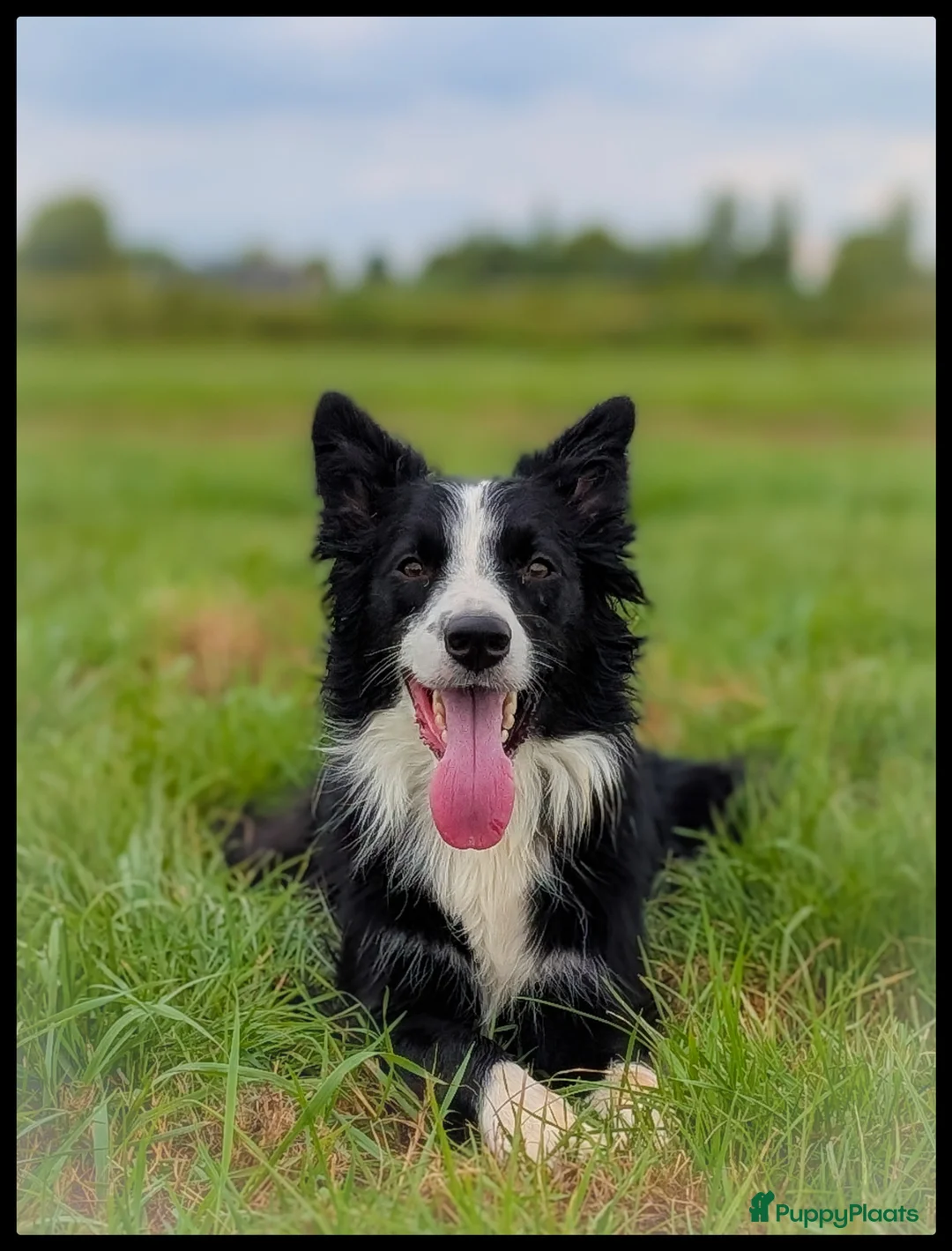 Border Collie honden ter adoptie: Herplaatsing: Bowie zoekt opnieuw een baasje  - Advertentie 4