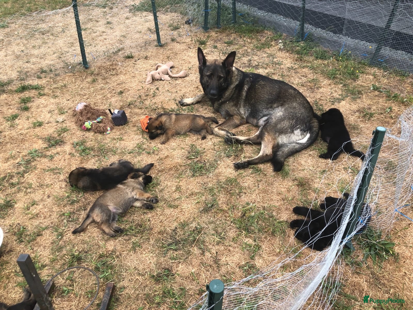 Kruising honden Duitse herder puppy’s  - Advertentie 5