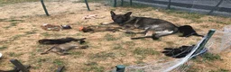 Kruising honden te koop: Duitse herder puppy’s  - Advertentie 1