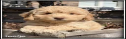 Kruising honden te koop: Boompoo middelslag pups. Poedel x Boomer - Advertentie 5