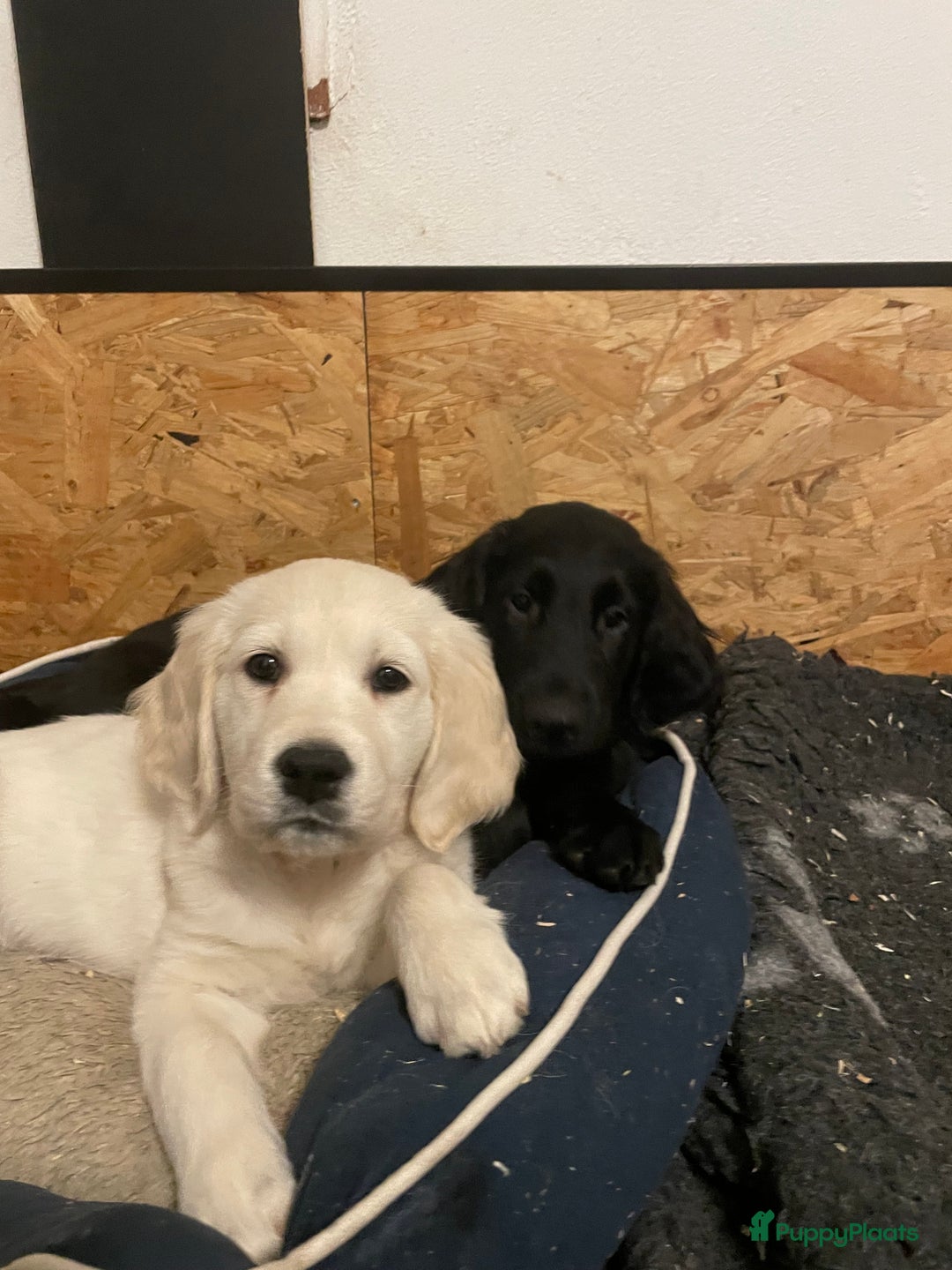 Flatcoated Retriever honden te koop: Prachtige Flatcoated Retriever pups - Advertentie 2