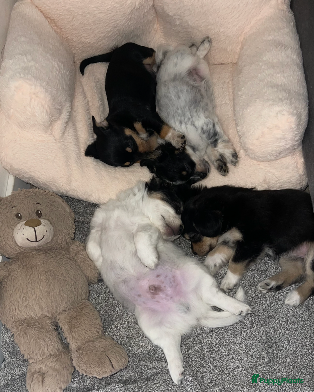 Kruising honden te koop: Chihuahua kruising pups - Advertentie 2