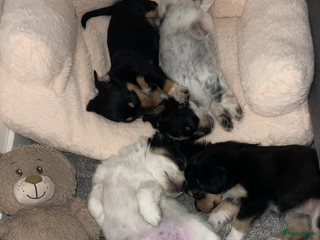 Kruising honden - Advertentie 5