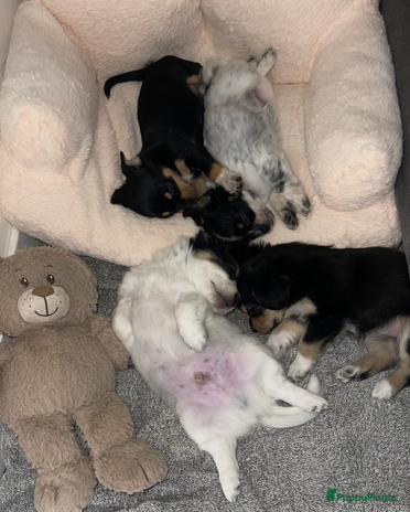 Kruising honden - Advertentie 15