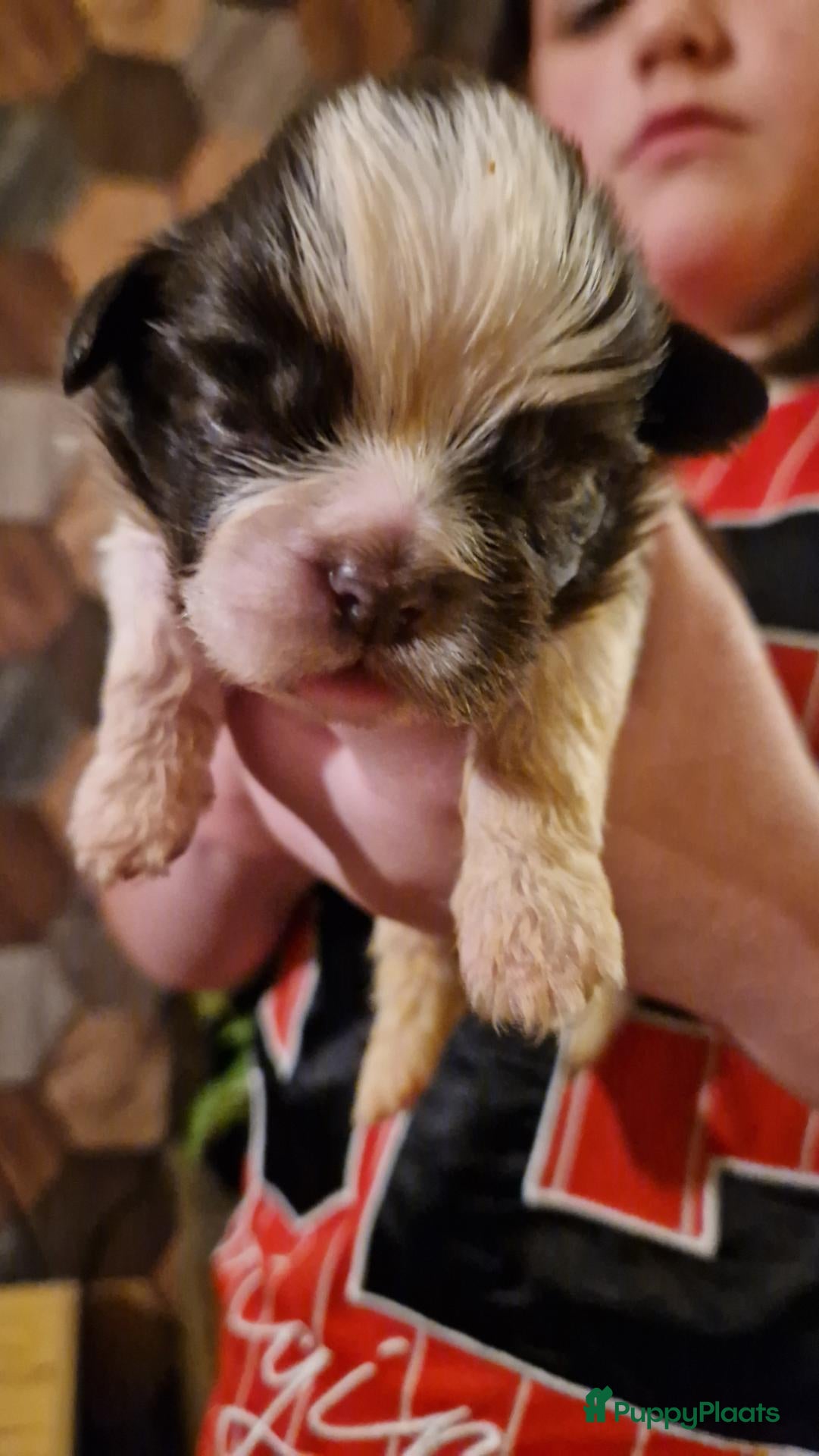Shih Tzu honden te koop: Raszushih tzu pups nog 1 reutje 2 oktober geboren  - Advertentie 2