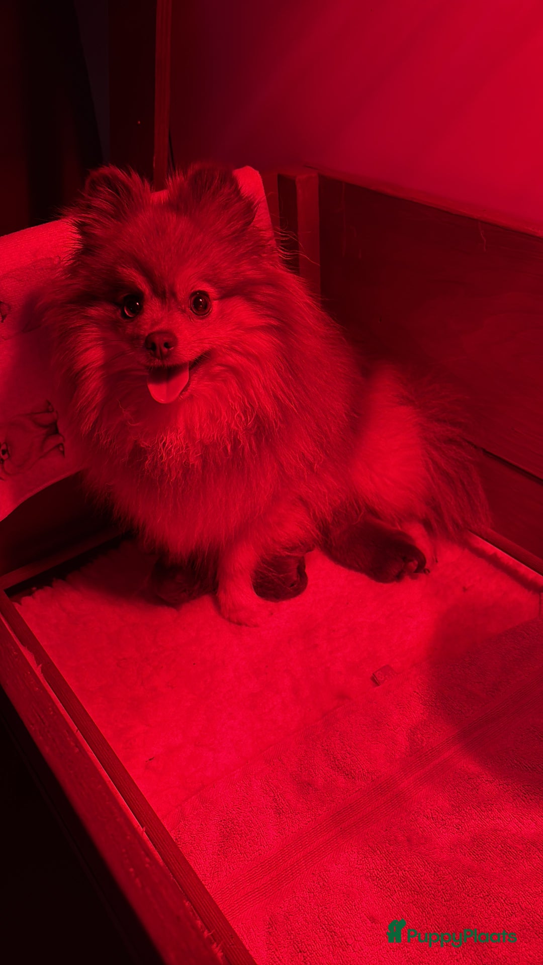 Pomeriaan honden te koop: 🐶 Choco Pomeranian Teefje  - Advertentie 4