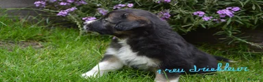 Kruising Puppy 1