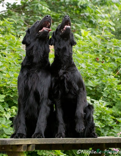 Galerij afbeelding {{count}}