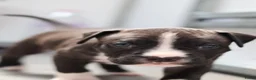 American Staffordshire Terriër honden te koop: Prachtige nestje amstaff pups - Advertentie 34
