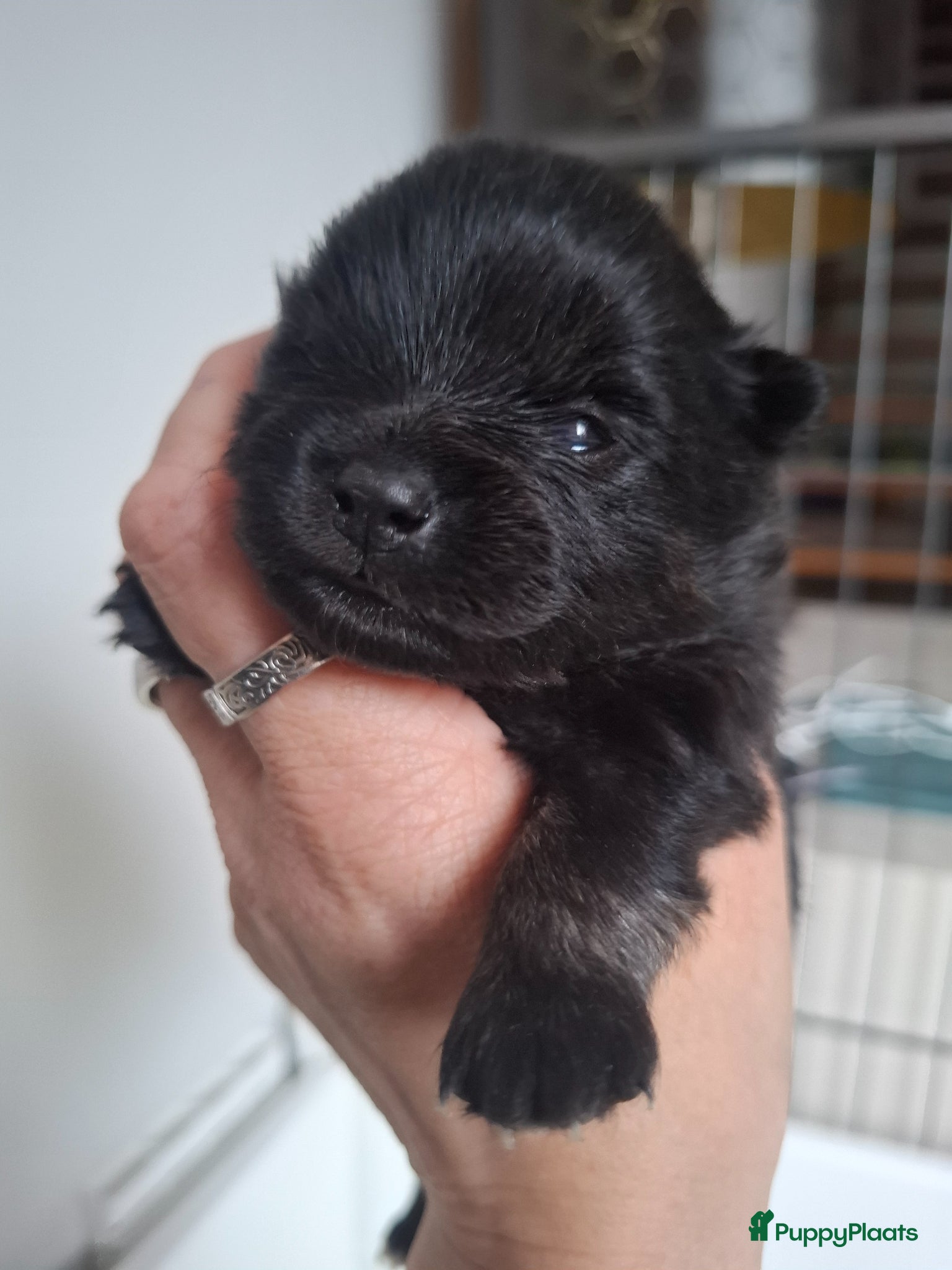 Pomeriaan honden Nog 2 zwarte pomeriaan/dwergkees reutjes - Advertentie 4