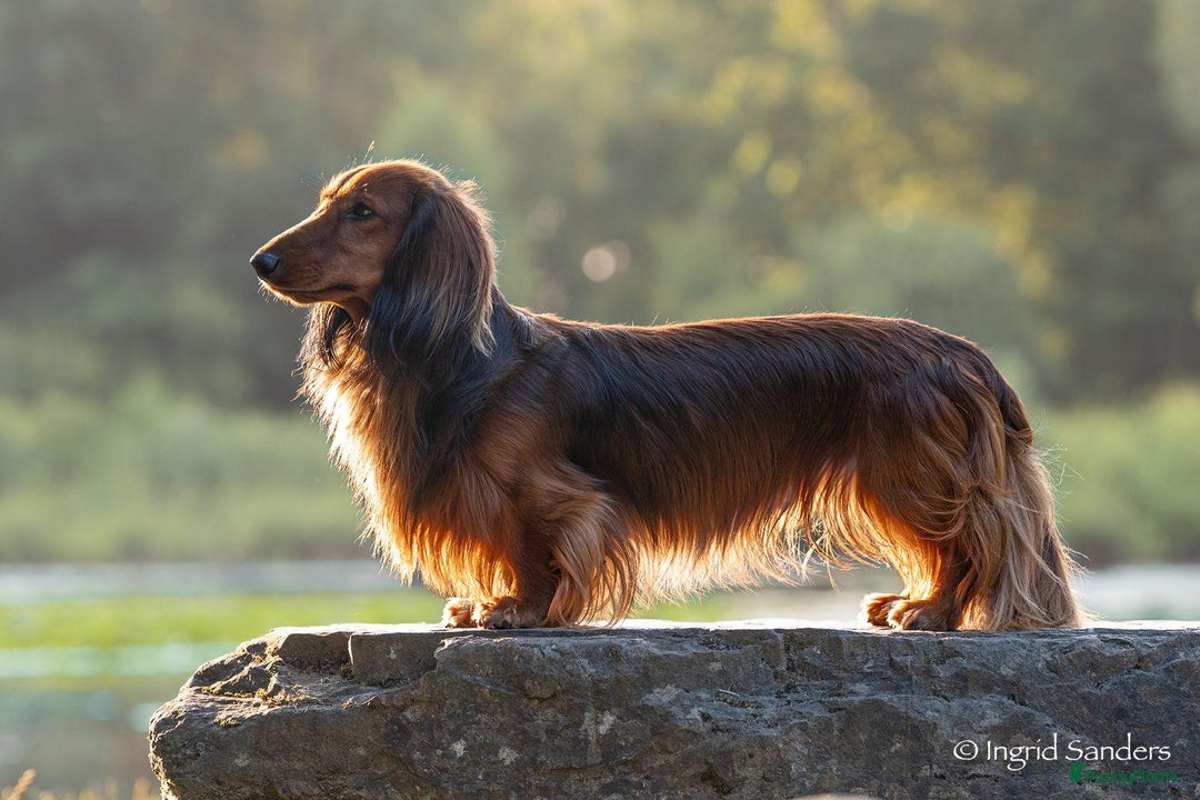 Teckel (langhaar) honden te koop: Eén pup beschikbaar Standaard langhaar teckel pups - Advertentie 16