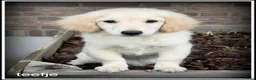 Kruising honden te koop: Boompoo pups Boomer x Poedel - Advertentie 3