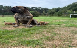 Teckel (korthaar)  honden te koop: Prachtig liefdesnestje met witte langharige papa - Afbeelding 9
