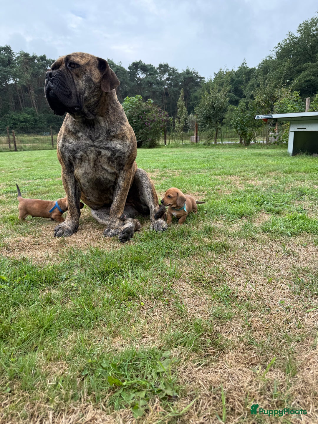 Teckel (korthaar)  honden te koop: Prachtig liefdesnestje met witte langharige papa - Afbeelding 9