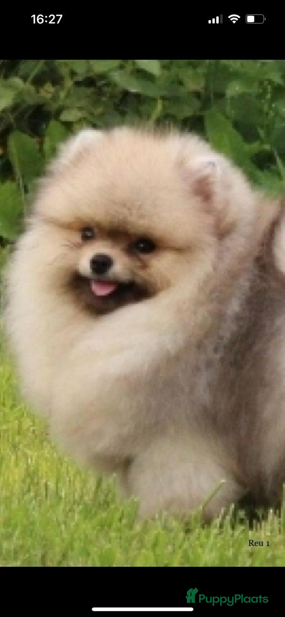 Pomeriaan honden te koop: Raszuiver Mini Pomeriaan Pup Bear Face  - Advertentie 12