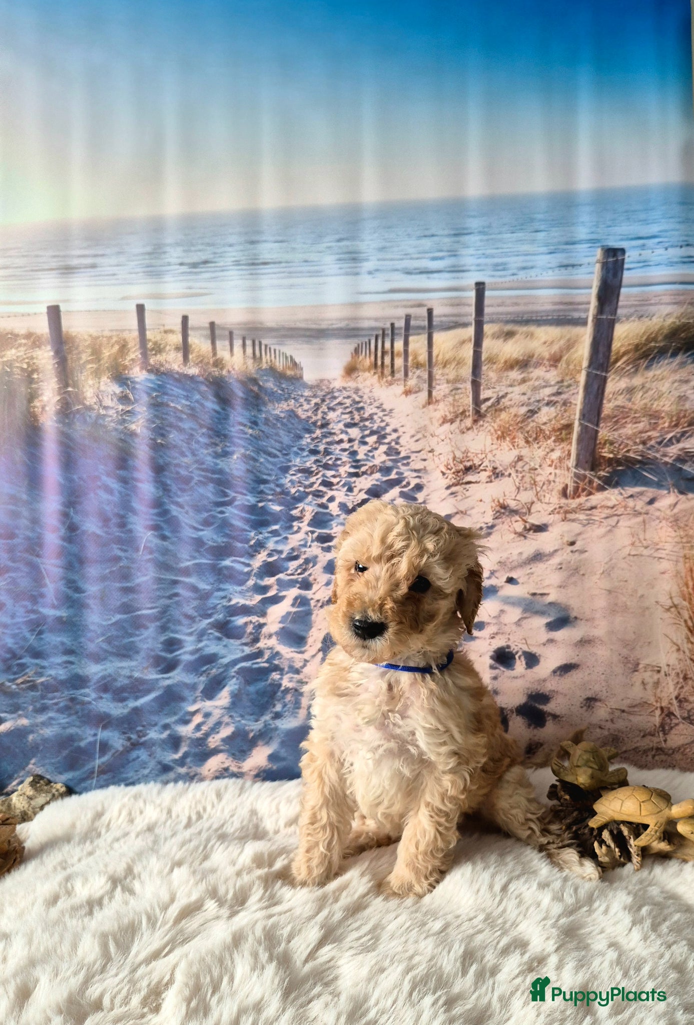 Labradoodle honden Lieve labradoodle pups met geweldig karakter  - Advertentie 2