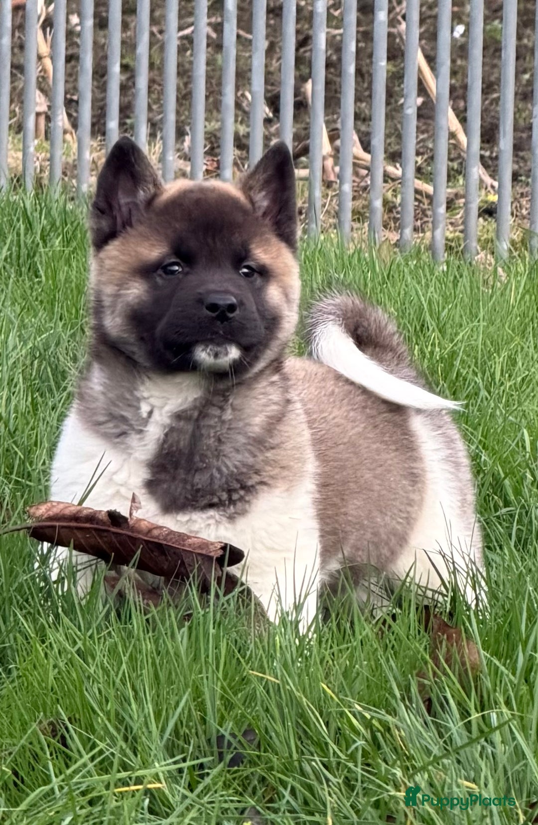 American Akita honden te koop: Prachtige American akita pups van unieke bloedlijn - Advertentie 29