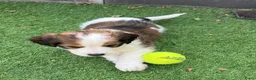 Kooikerhondje honden te koop: Kooiker pups Kooikerhondje  - Advertentie 13