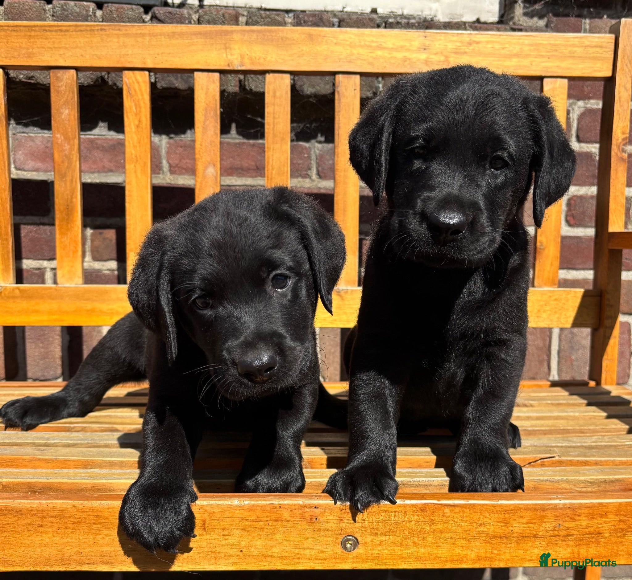 Labrador Retriever honden Zwarte Labrador pups  - Advertentie 2