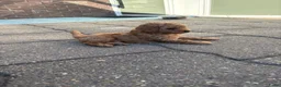 Australian Labradoodle honden te koop: Mini Labradoodle  - Advertentie 6