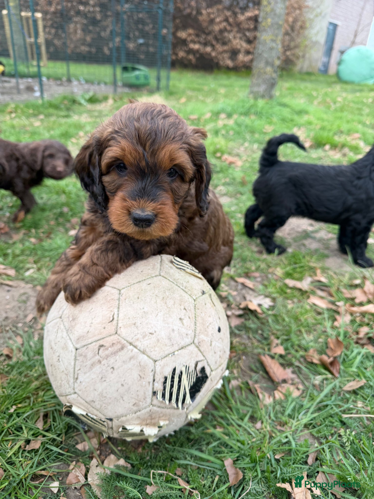 Labradoodle honden  Nog 4 Labradoodle pups medium beschikbaar  - Advertentie 1