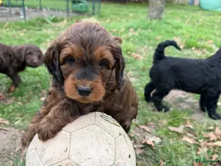 Labradoodle honden Nog 4 Labradoodle pups medium beschikbaar - Advertentie 2