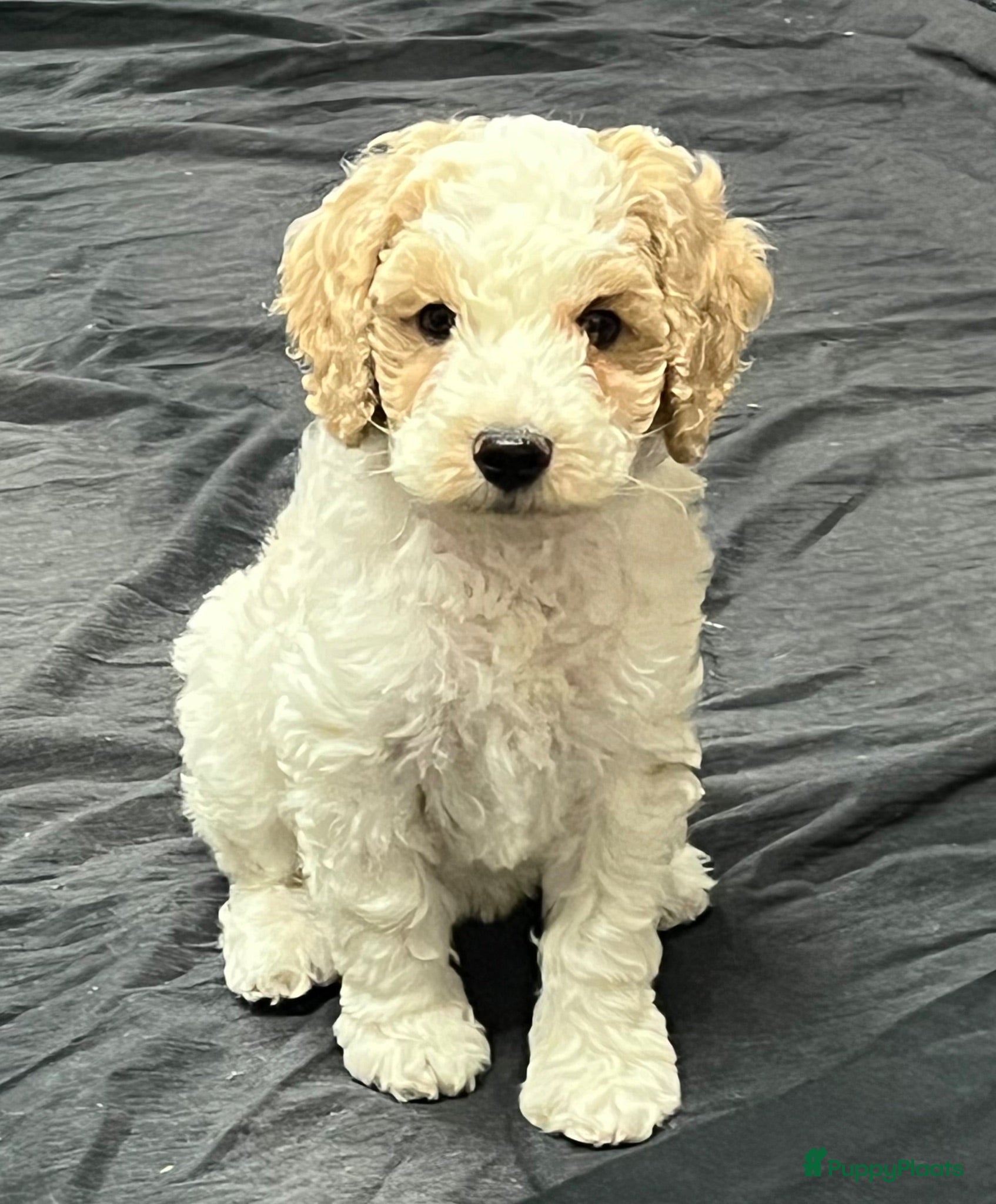 Labradoodle honden Labradoodle 🐶 pups teefjes  - Advertentie 6